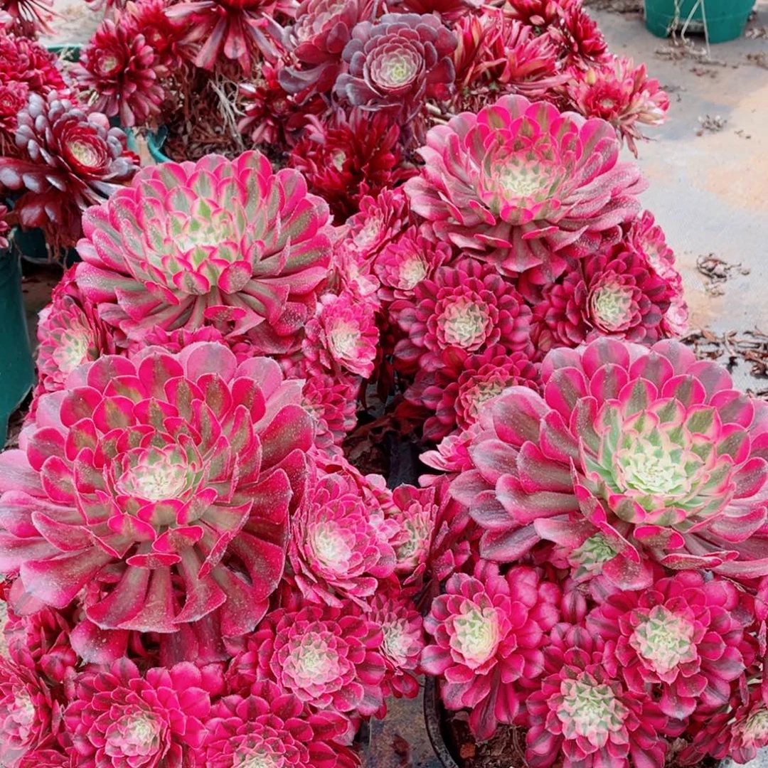 大号优选铜壶量拍多肉法师一个