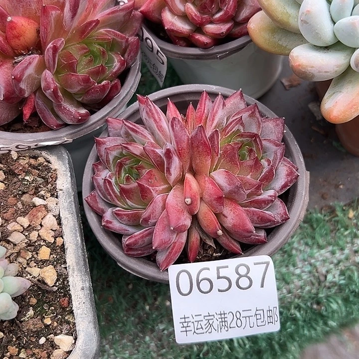 幸运儿是一位非常优秀且