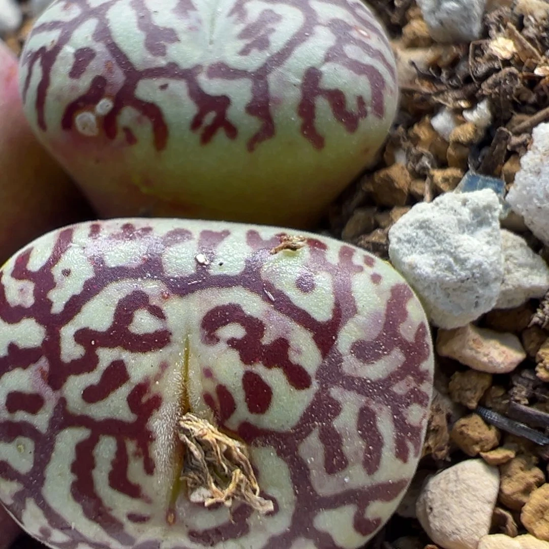 花**界38多肉植物百科名片