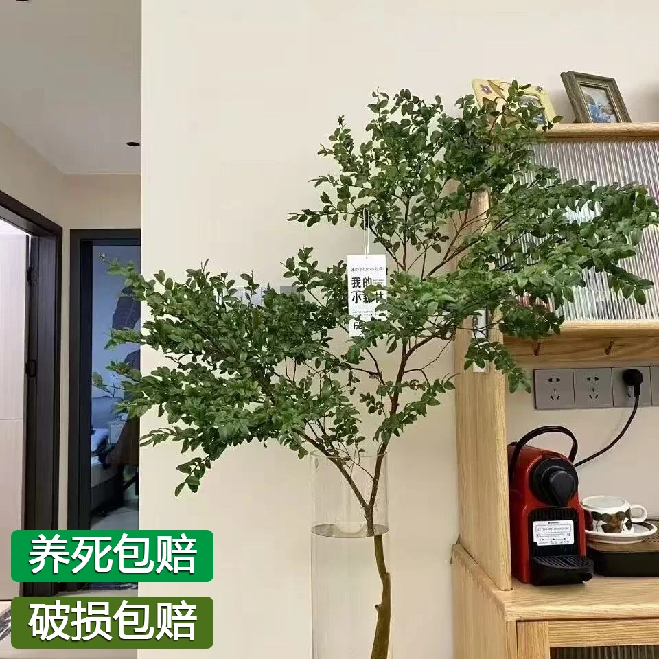 【养死包赔】美男树水培绿植室内好养办公室客厅装饰新年会开花植物