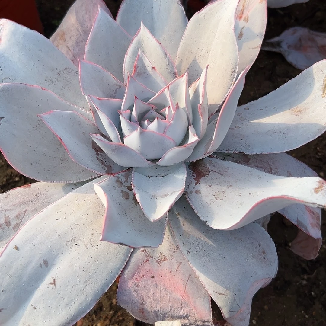 多肉植物广寒宫单头