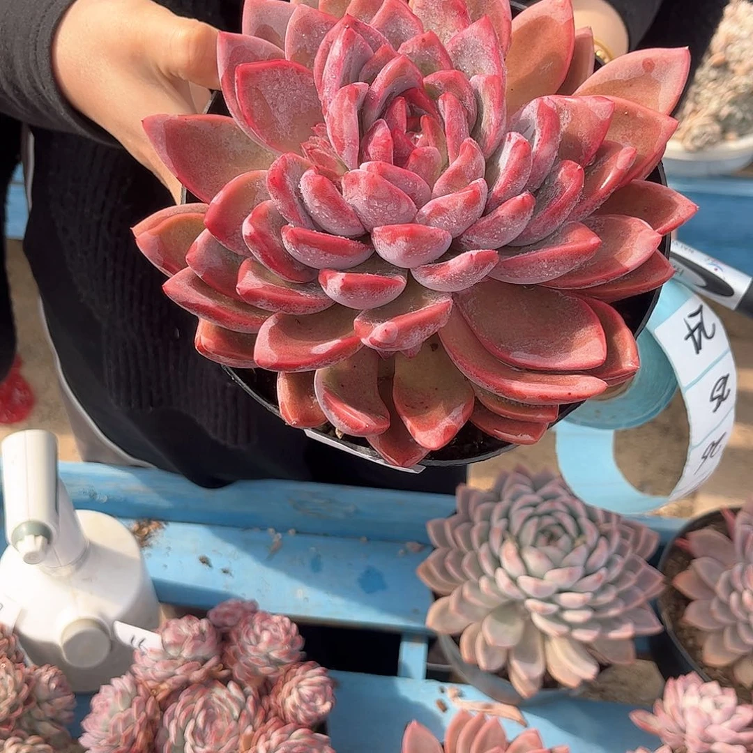 23号粉冰玉多肉植物000