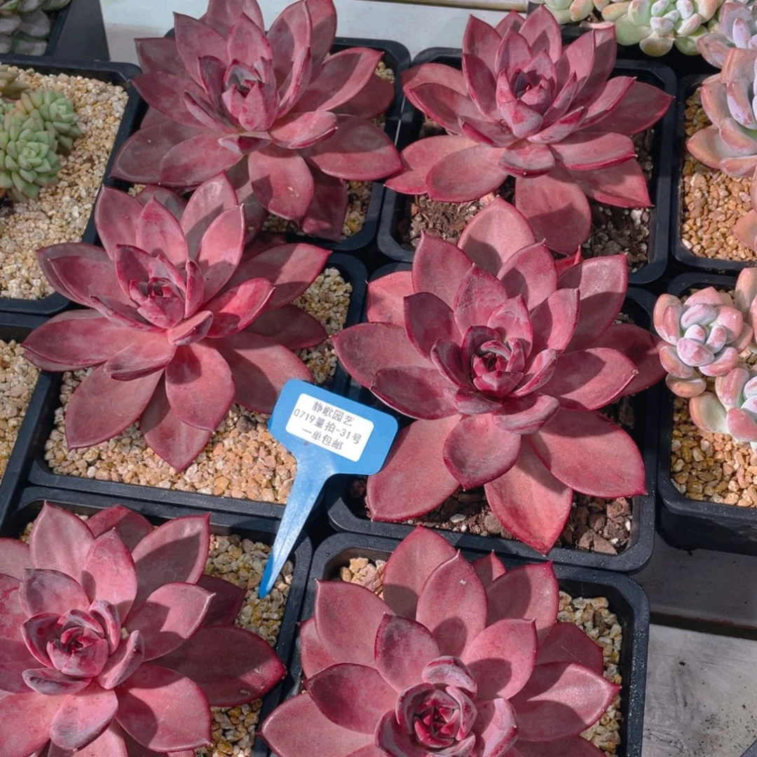 0719-31-红糖卡大单头一颗