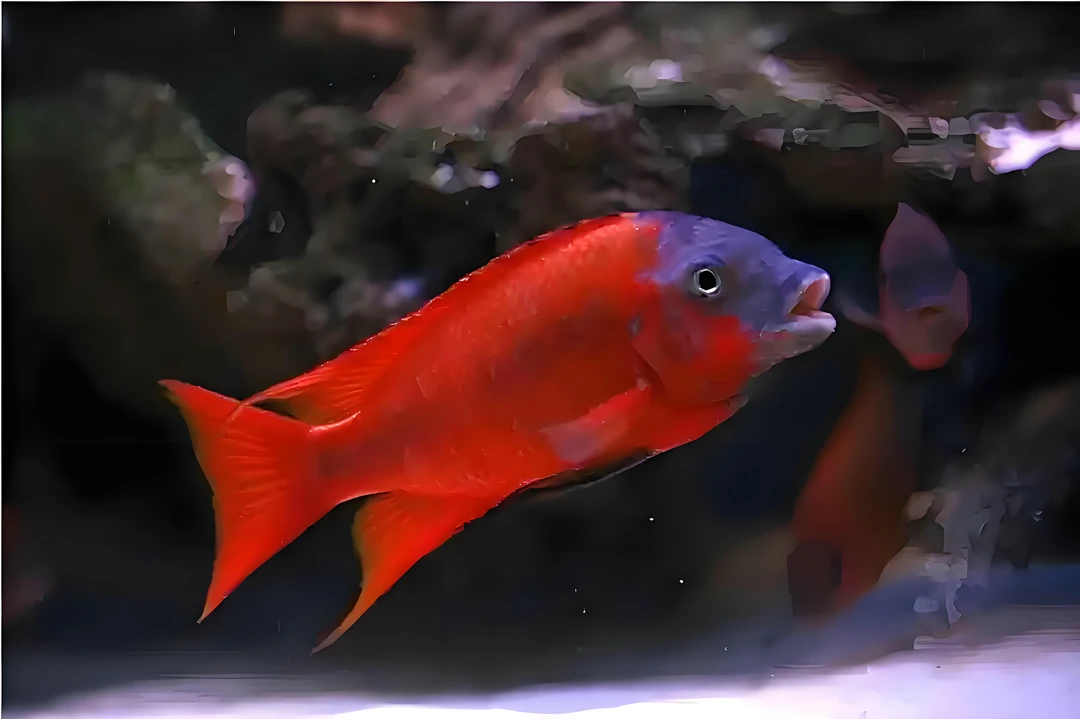 三湖慈鲷龙王类链接