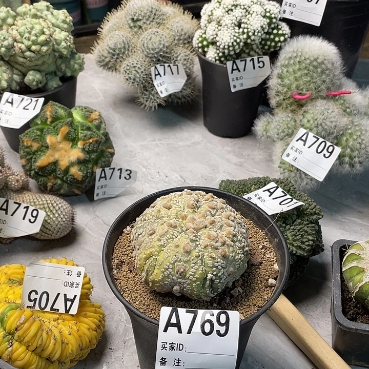 完全开放769兜一个