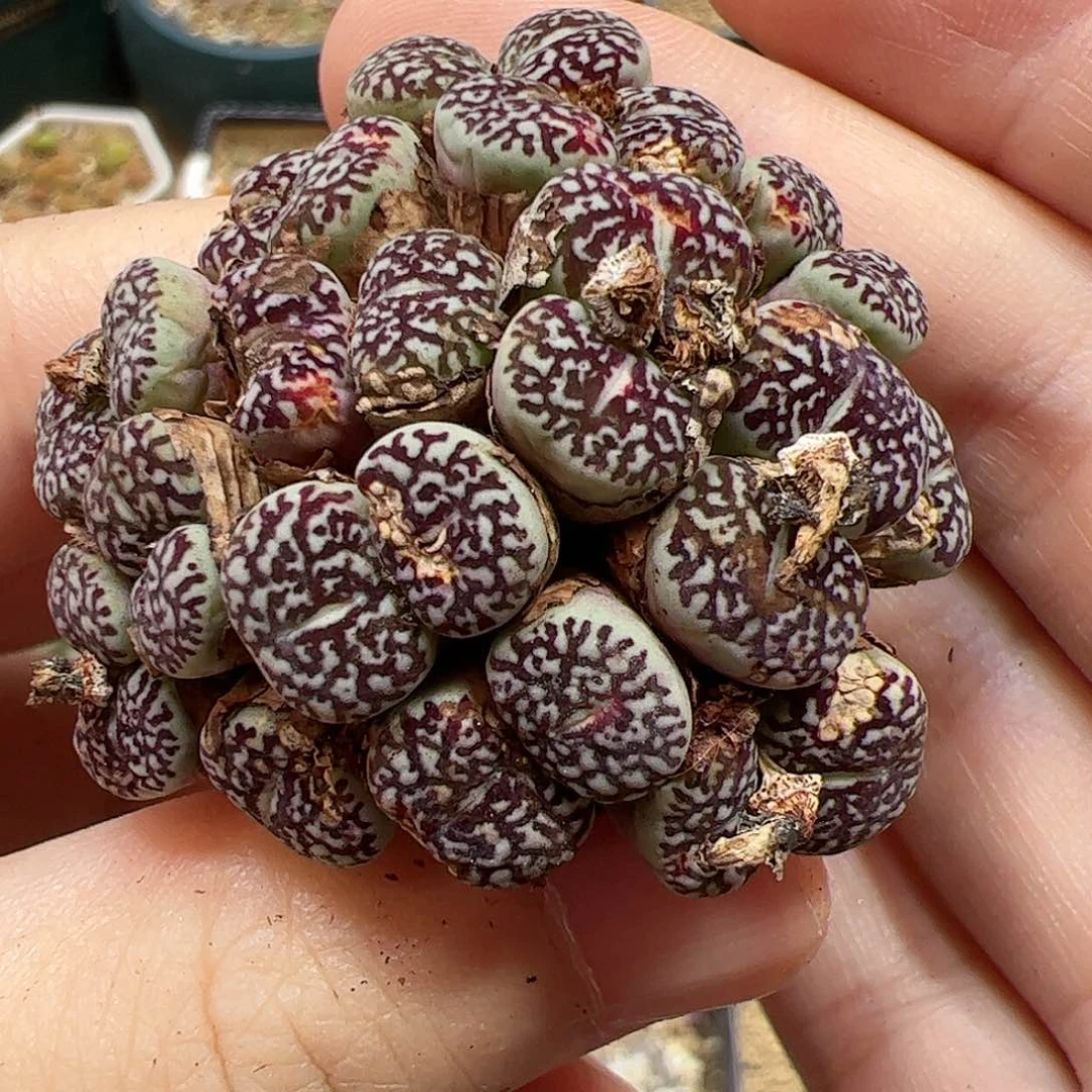 【闪购商品】39 福利