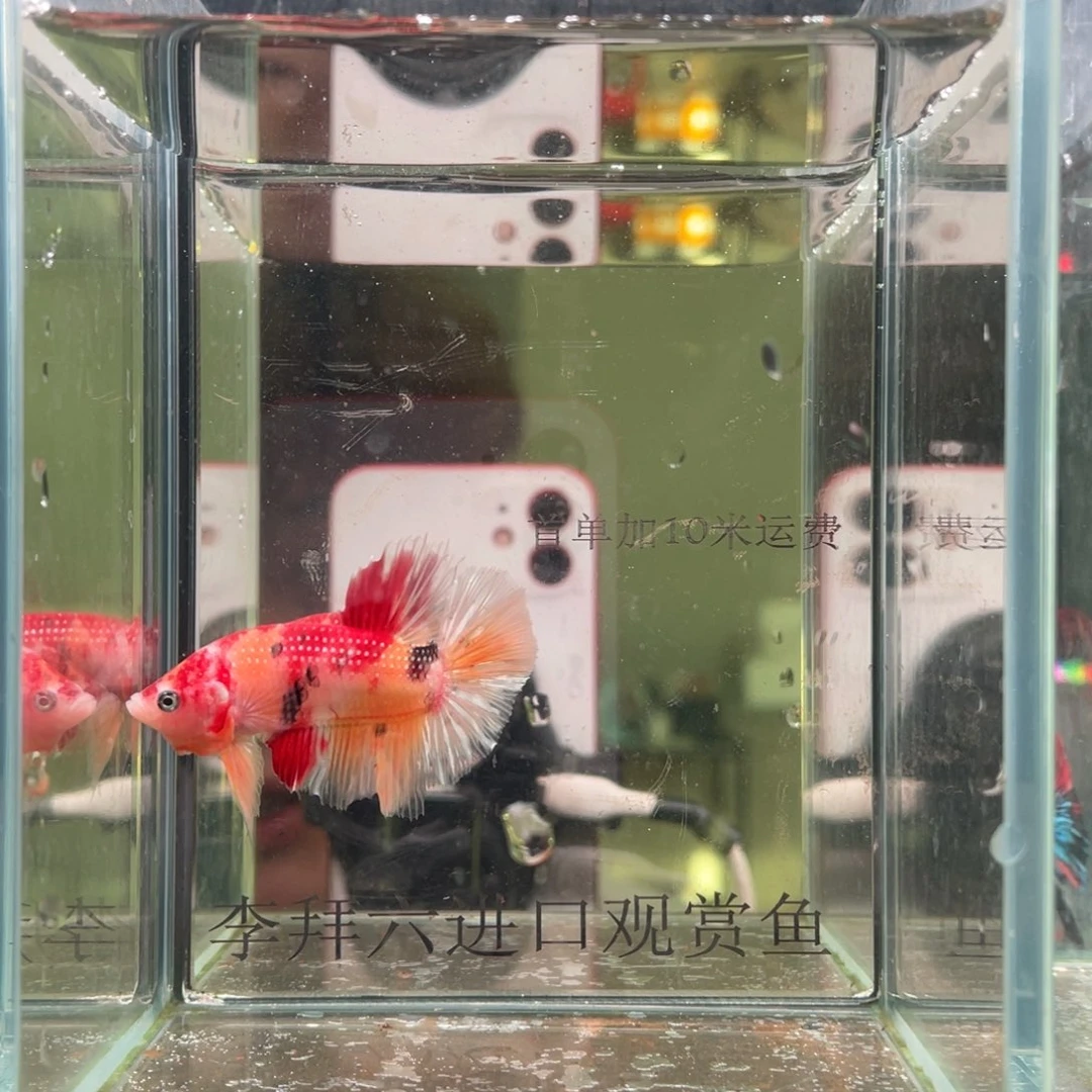 斗鱼印尼精品斗鱼52