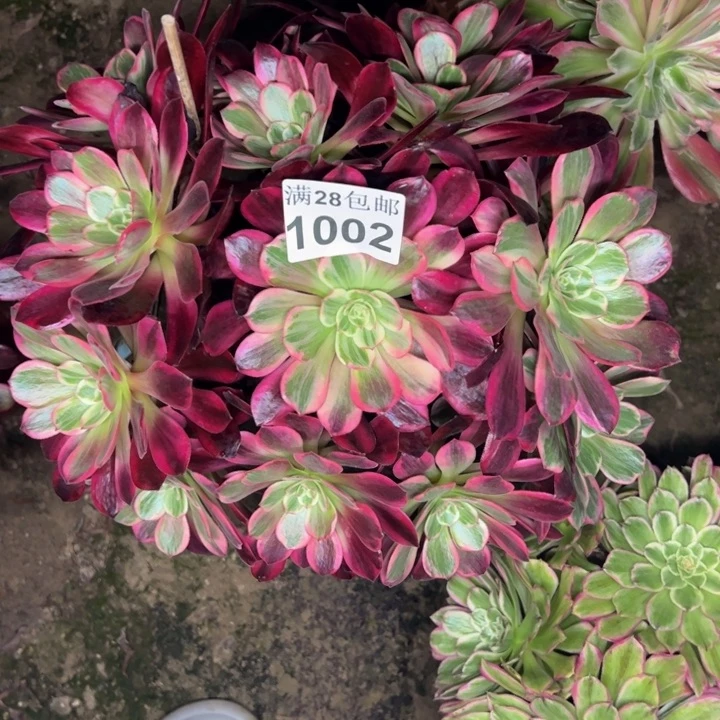 1002婚纱多肉植物