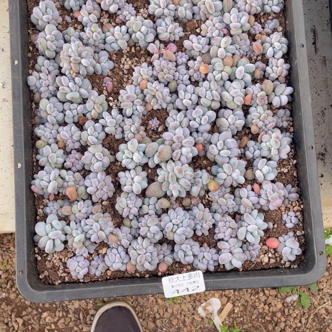 秋***肉云糖心多肉植物442
