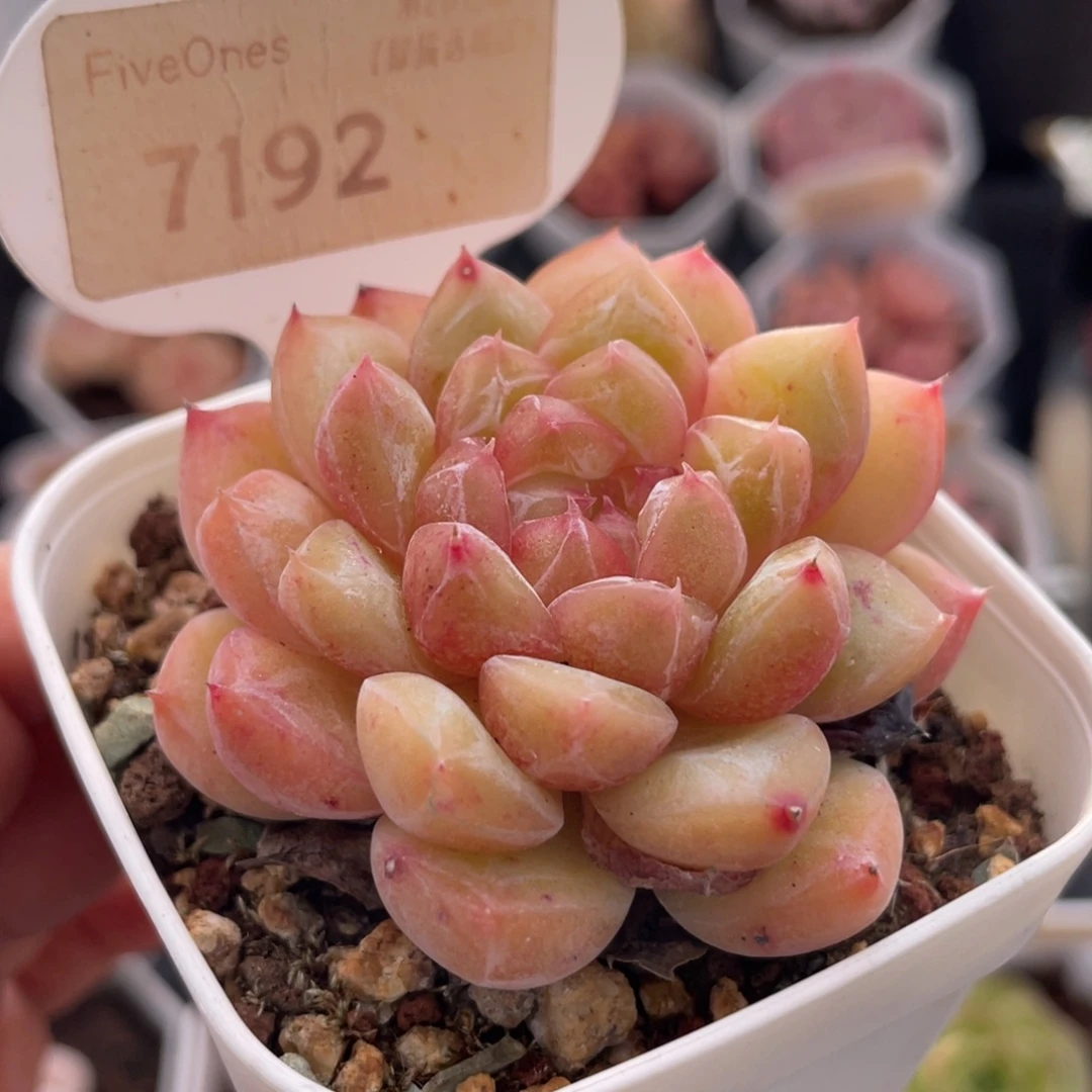 钻石珍妮7192-6.0厘米