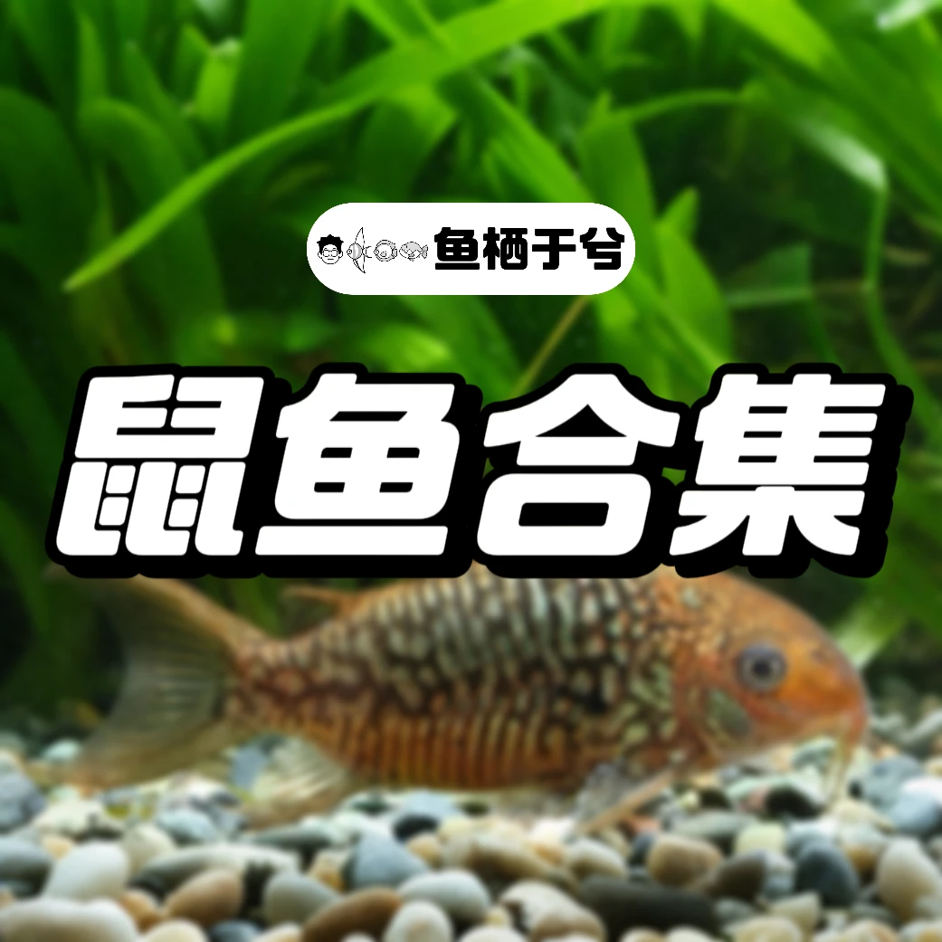 【鱼栖于兮】鼠鱼合集 高端活体热带观赏鱼南美鼠鱼异形鱼