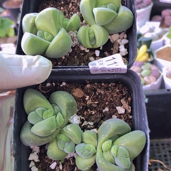 无花朵1132，开紫花两盆群