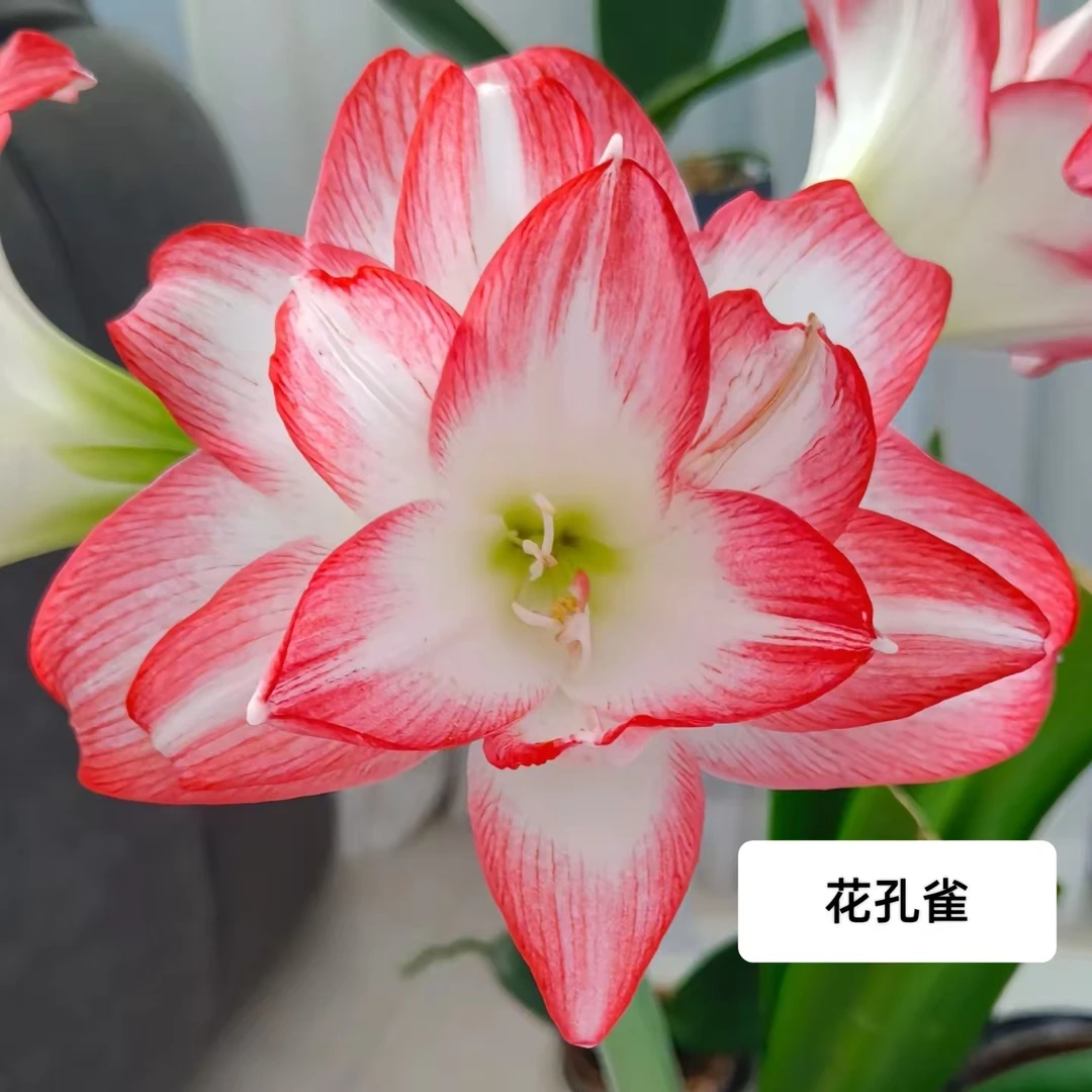 【花孔雀】-甜甜花园-秘鲁进口朱顶红种球-重瓣