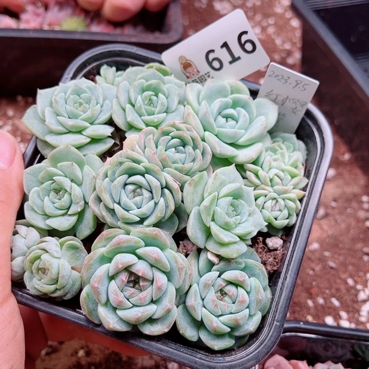 多肉植物多肉植物