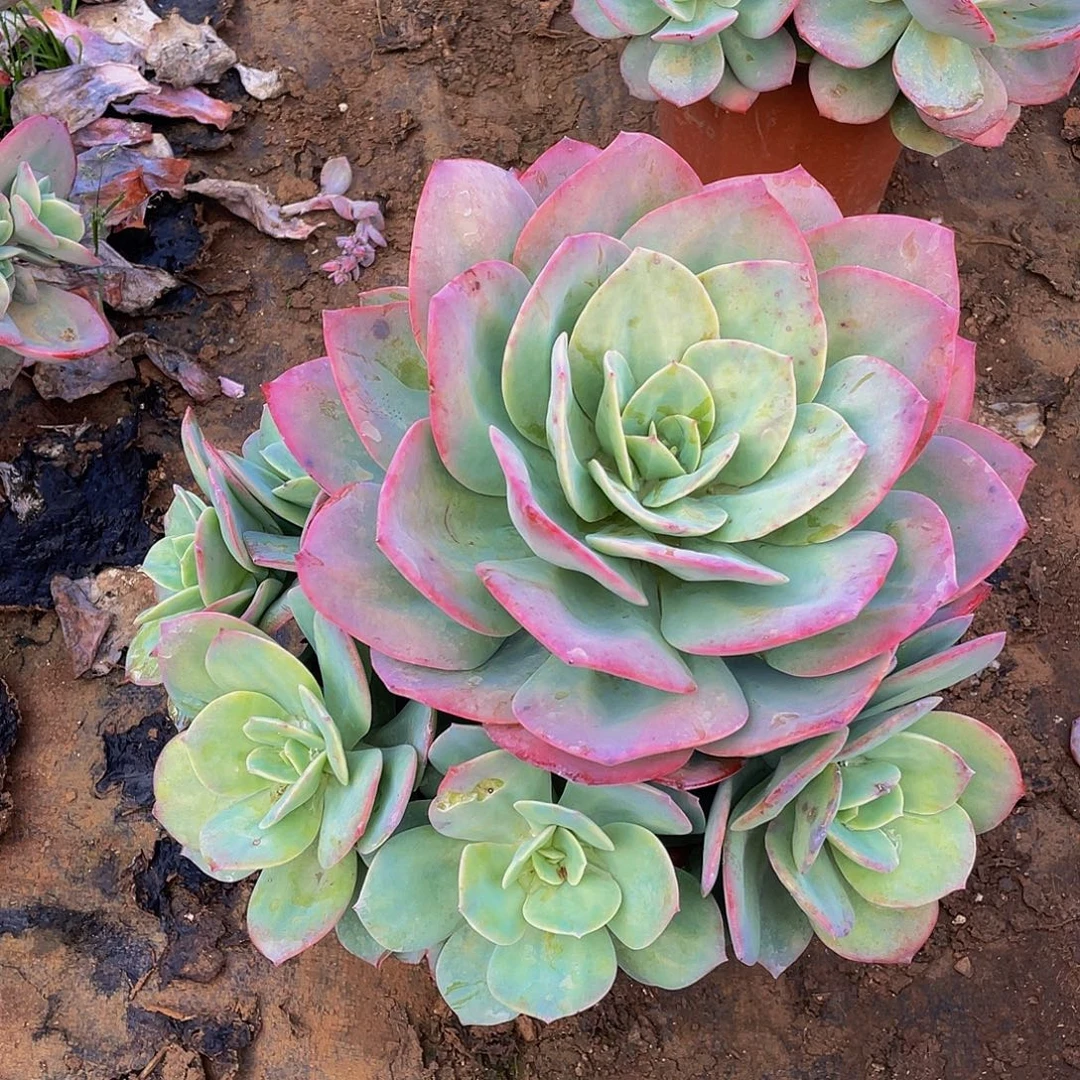 血凤手捧花48多肉无砍