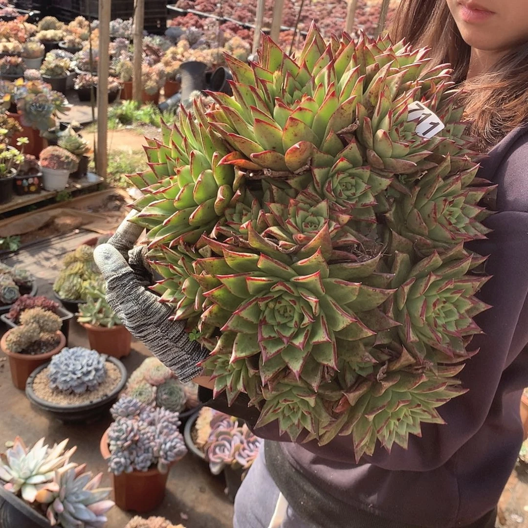 711口红 一物一拍多肉