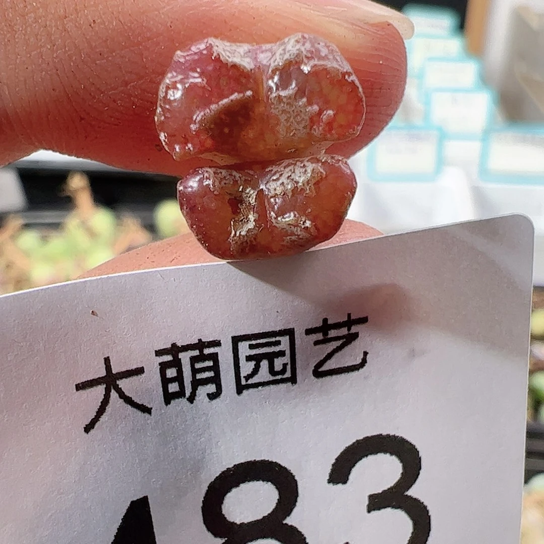 0000483一物一拍……