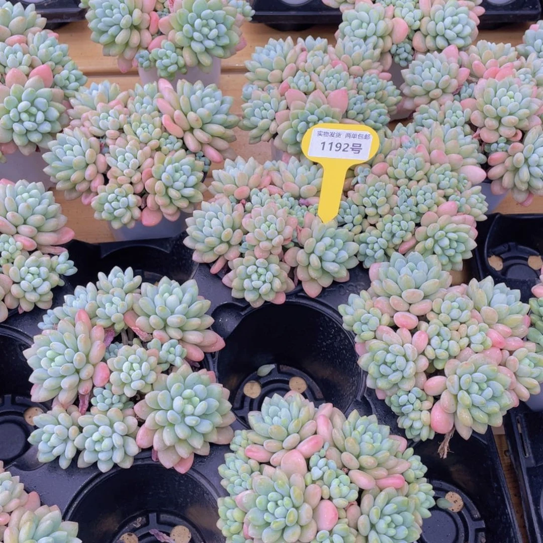 1192号 鱼子酱多头手捧大群生一个