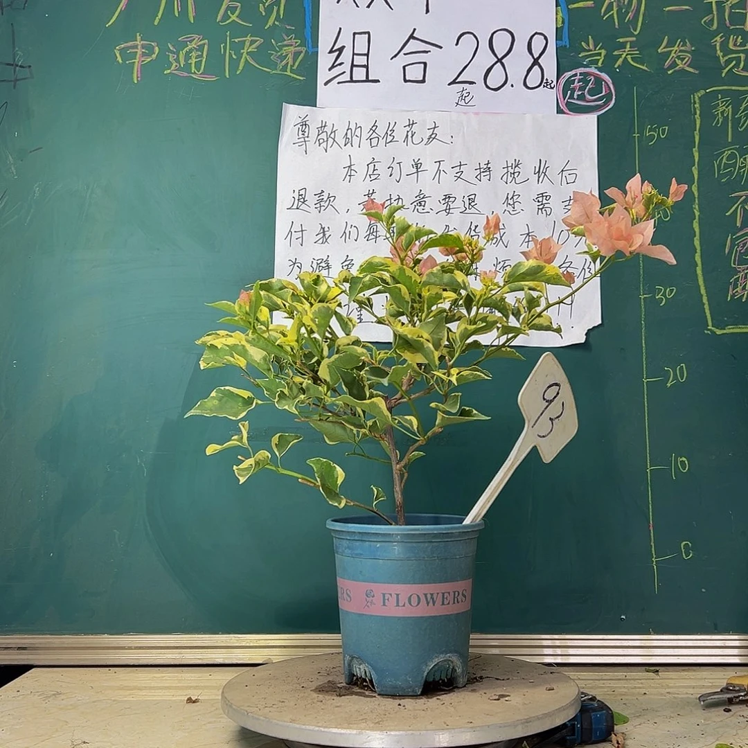 当前无花栽培后可以开花 福利 马斯  93