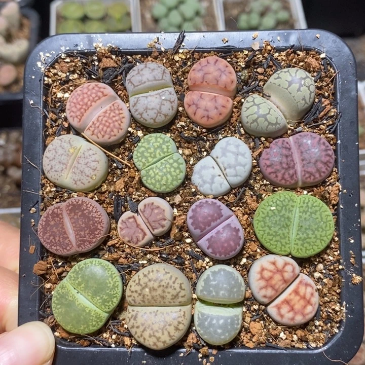 优选漂亮彩套特价