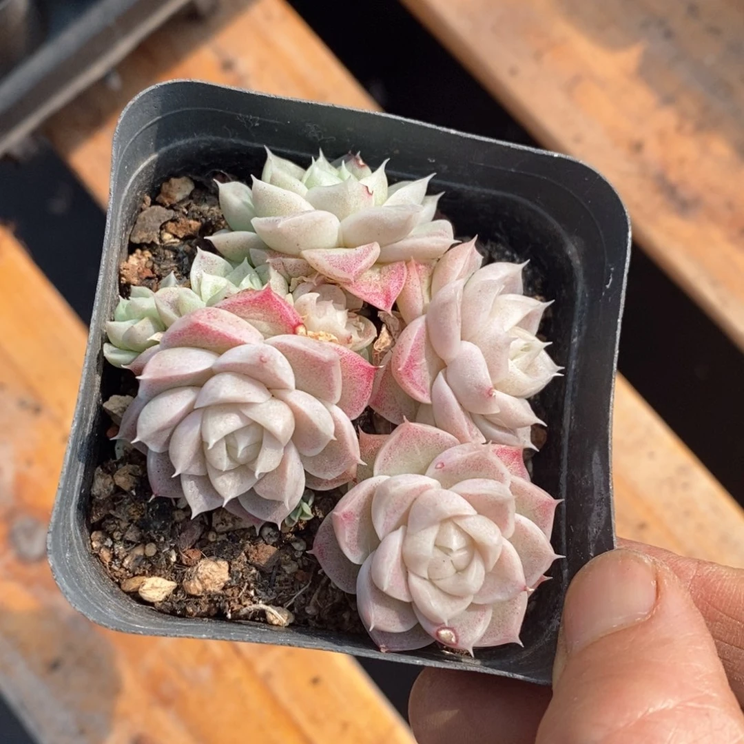 精品多肉一物一拍不包整126