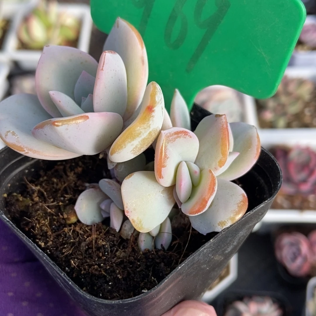 969奶茶多肉植物保护