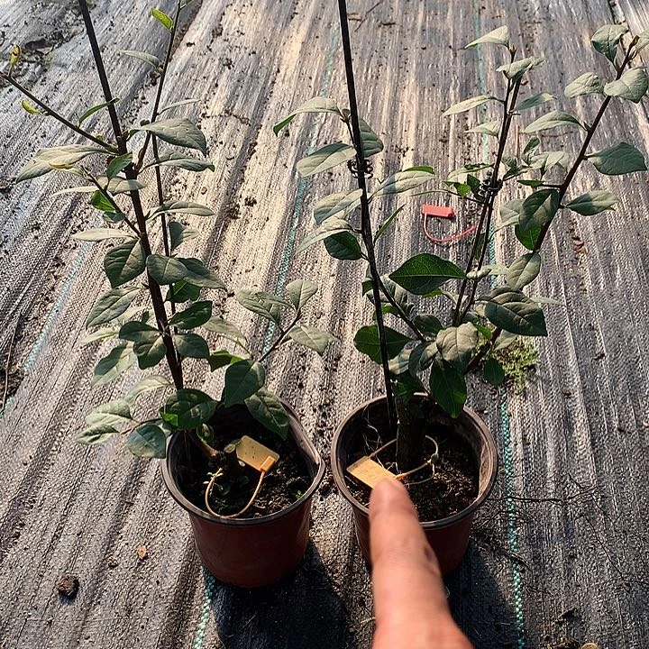 完全开放半仙嫁接苗39.9