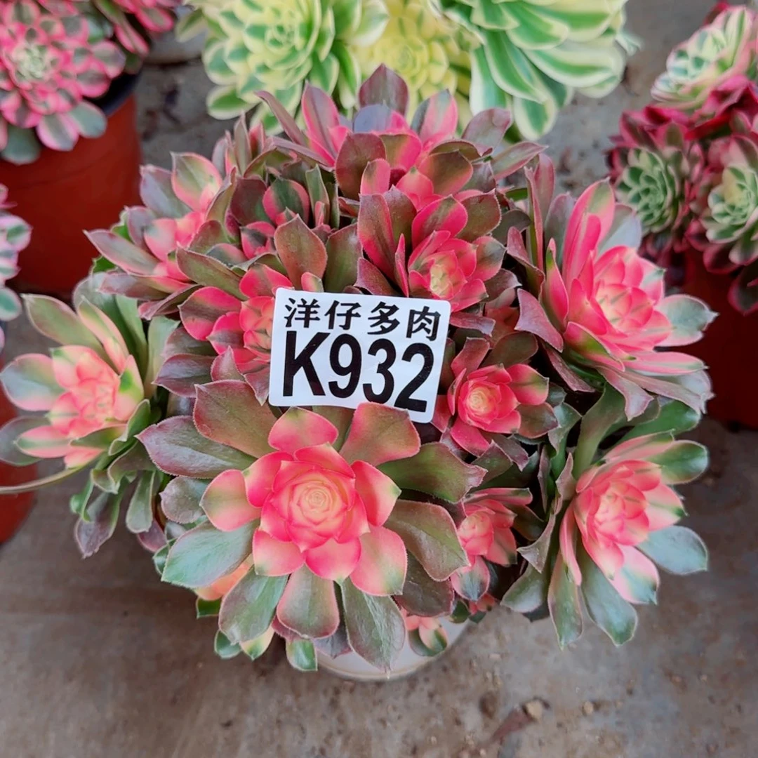 932香妃法师园艺官服20左右2号