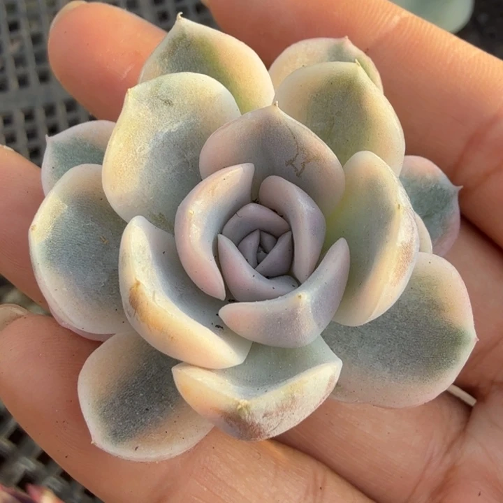 汉堡锦腹欧你锦无根