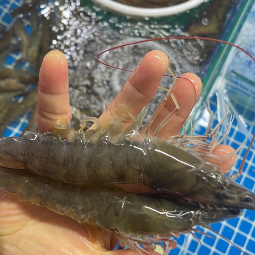 现场称重海虾蟹虾爬子等