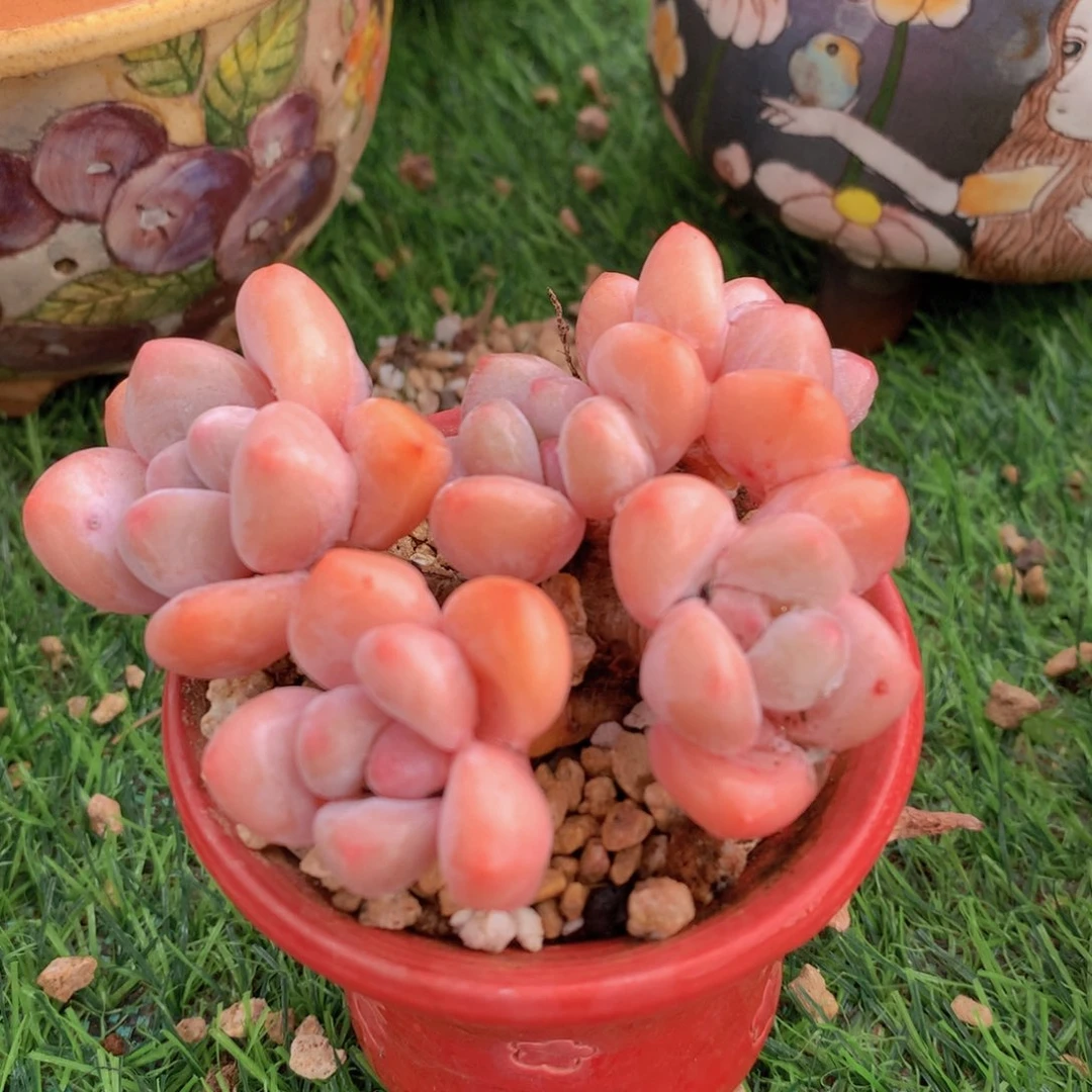 香水8 公分一物一拍