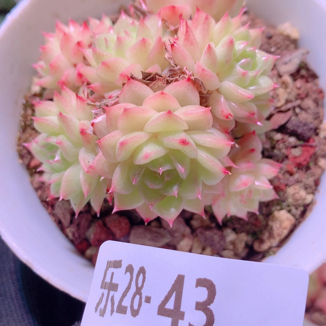 乐然28-43 麦秆群
