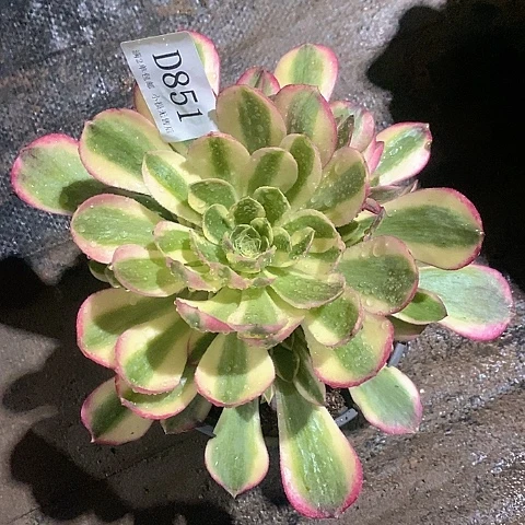 851玉姿多肉法师