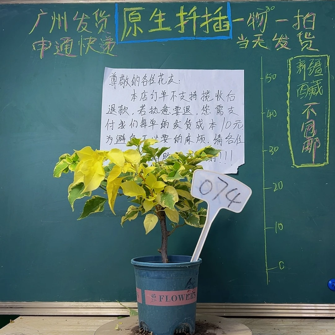 当前无花栽培后可以开花  金边宫粉    大冰枝074