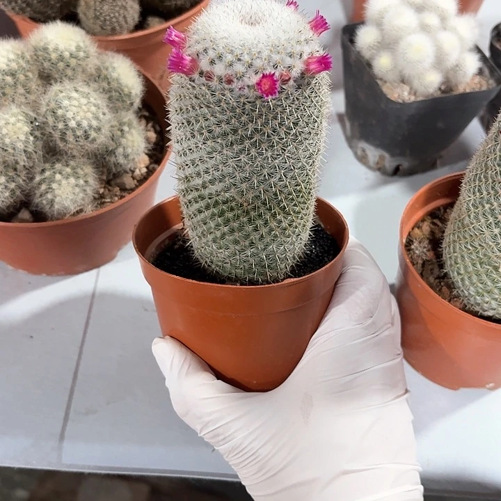 易*白玉兔仙人球223