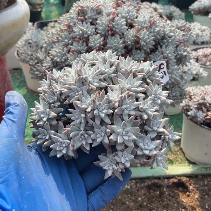 元185号白菊多肉植物