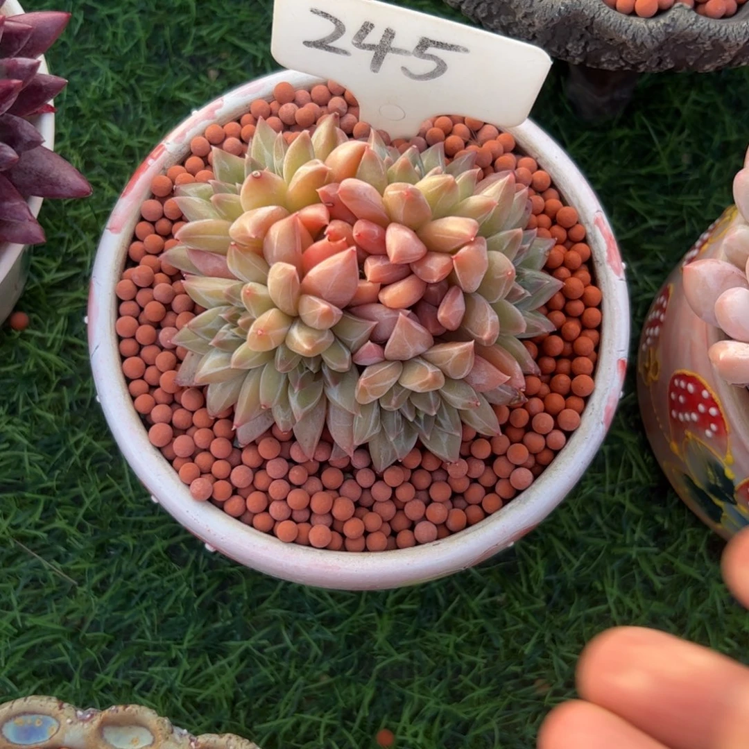 晴****幻影美人朵朵多肉酱