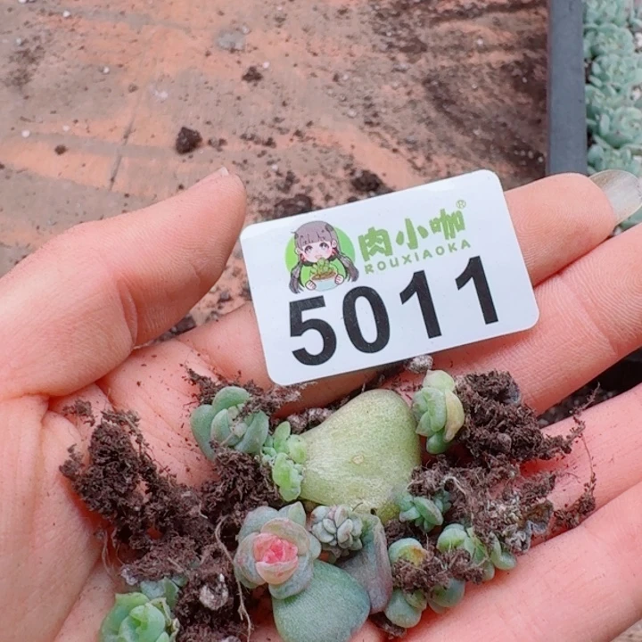 枫***站多肉植物多肉植物