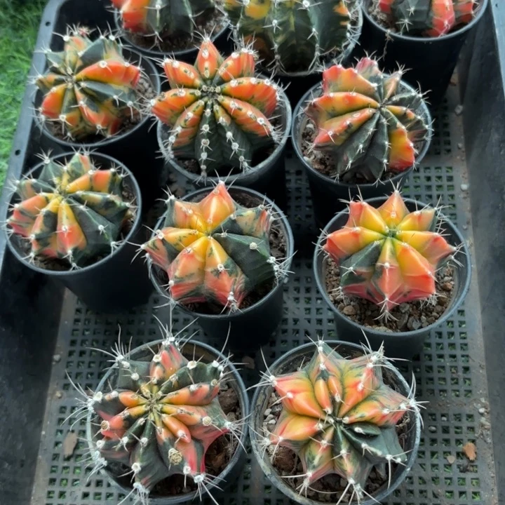 二个实生牡丹锦好养