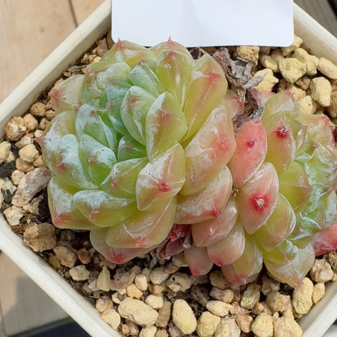 秘境冰魄            精美多肉植物