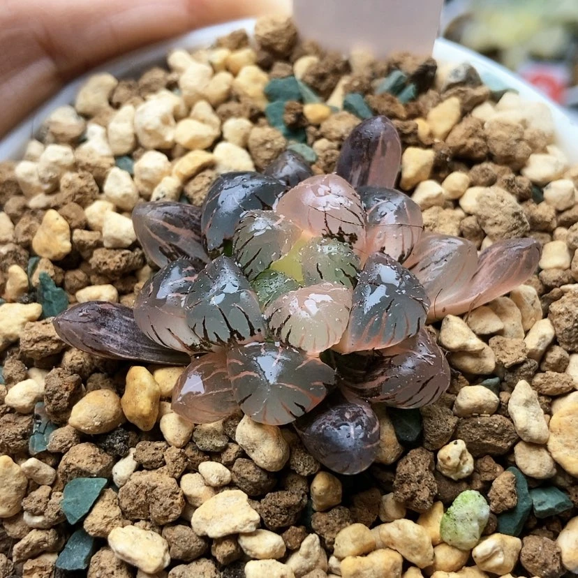 【闪购商品】花****d冰灯锦54