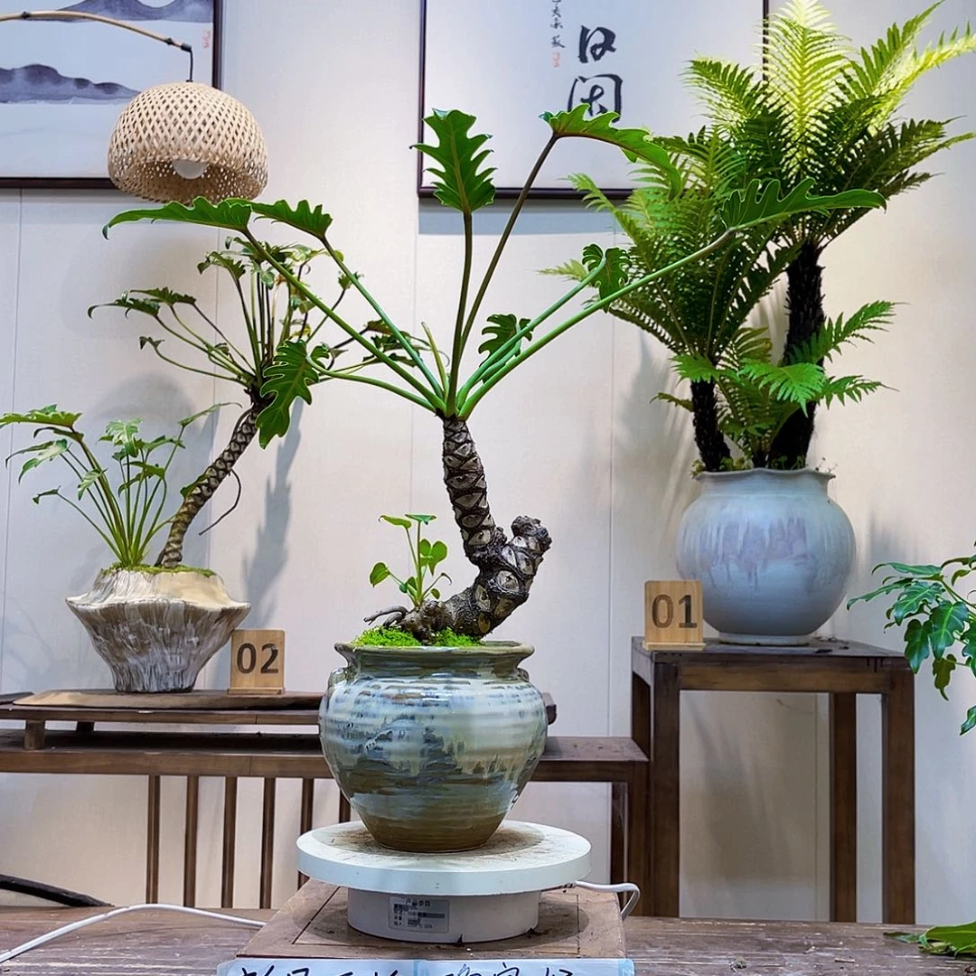 普***琳无花朵补20差价换桌面转盘这颗