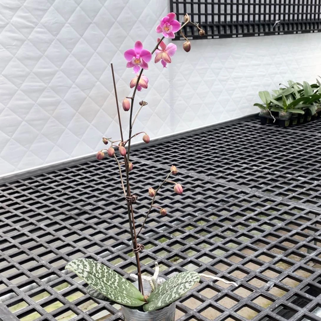 完全开放【脉纹交银叶】开花株3.5寸