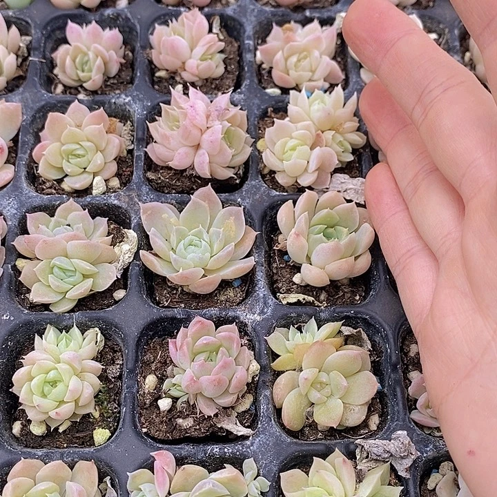 158 多肉植物盆栽植物