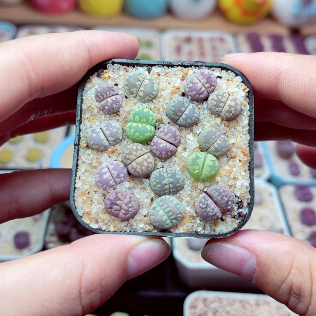 187号带盆包邮发货