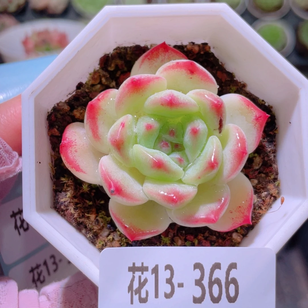 花利美13-366精选糖心