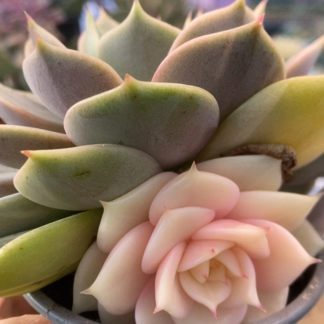 438贝加尔湖锦锦锦锦锦锦