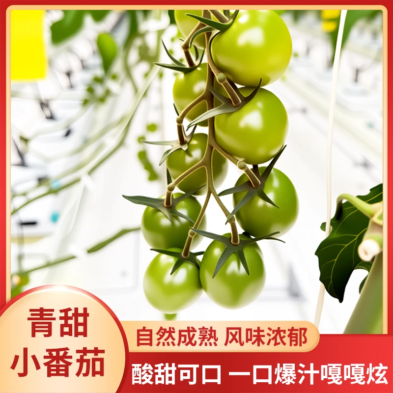 正宗青甜小番茄新鲜现摘绿色圣女果小番茄清甜多汁小柿子产地直发