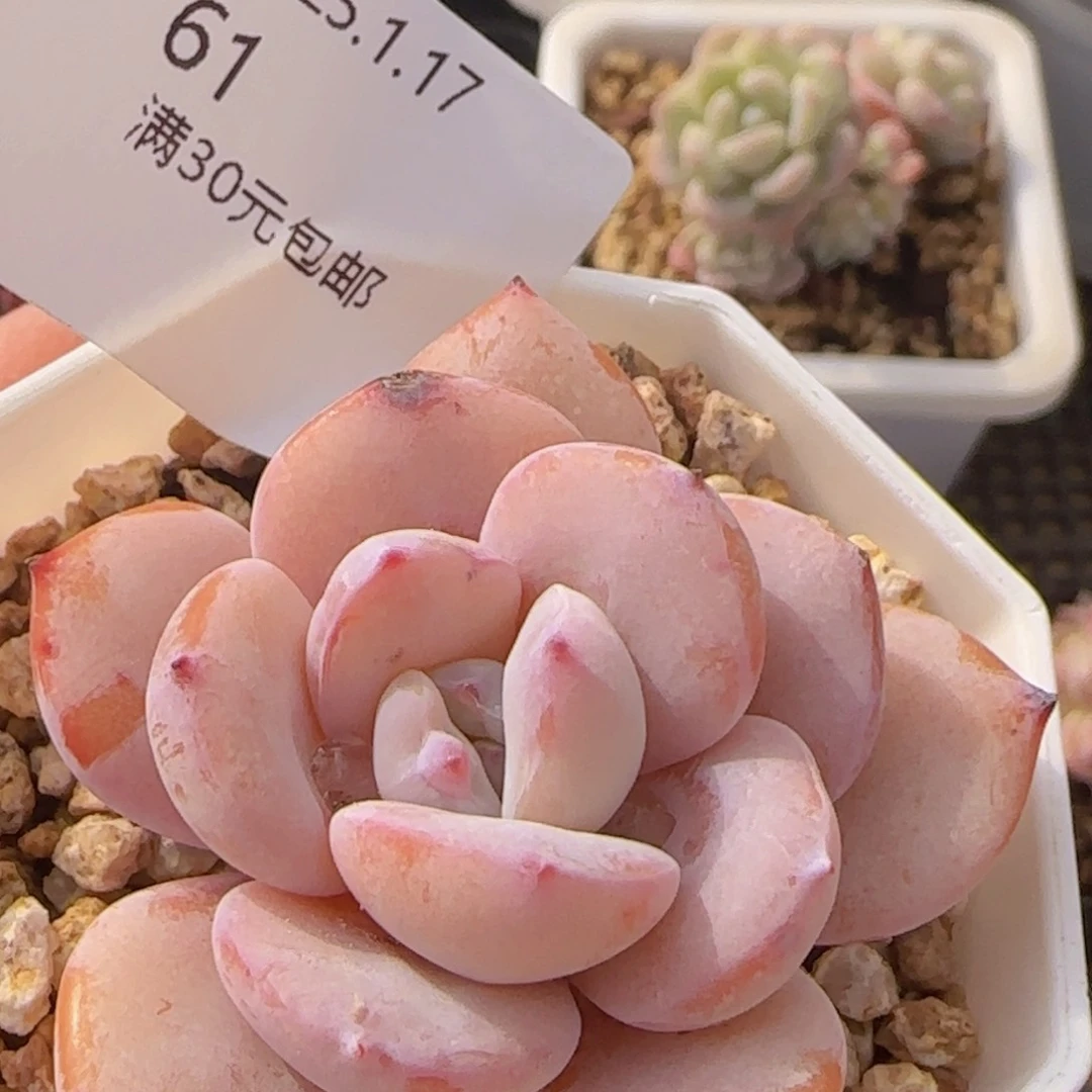 奶茶单头一颗脱土