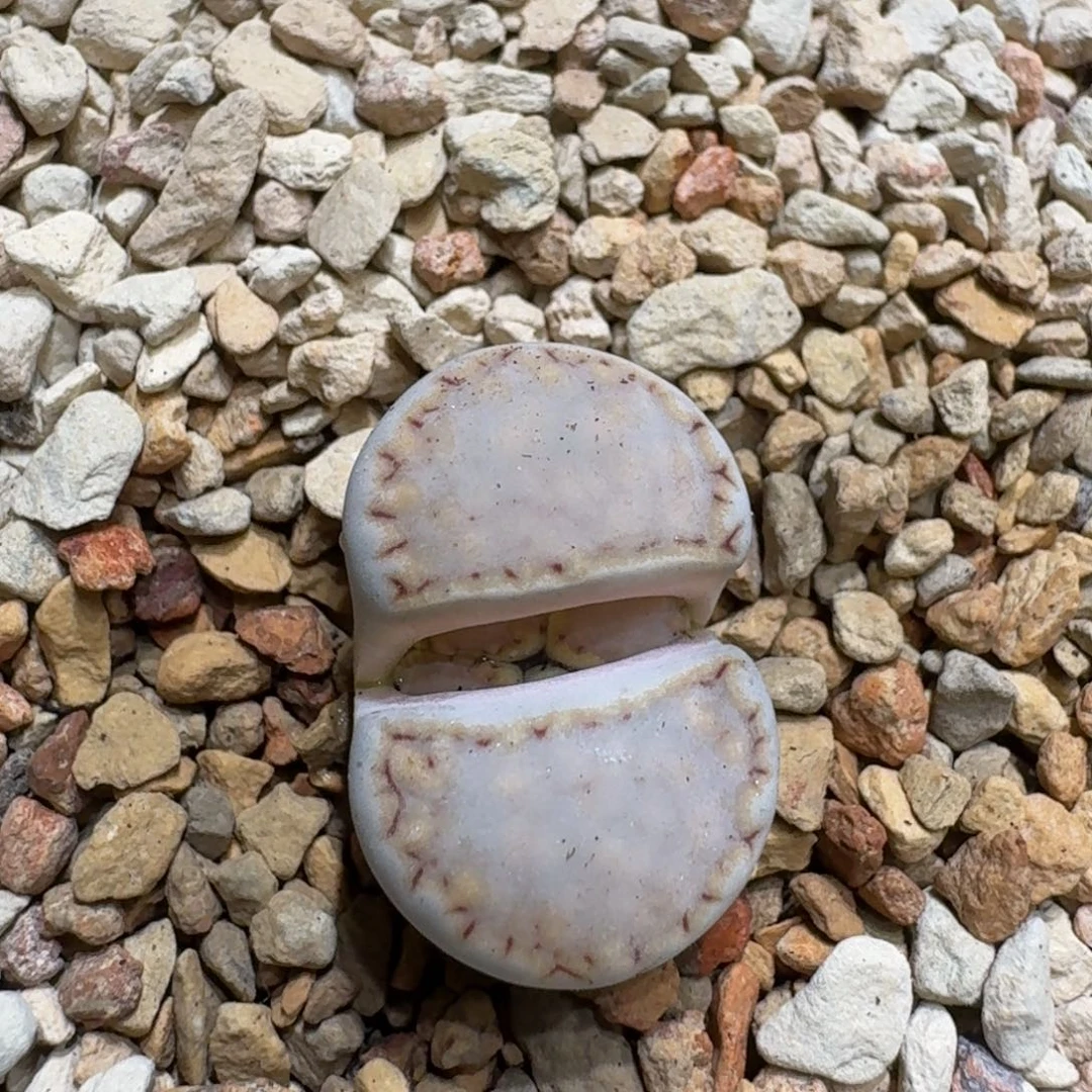 1**10120-22饼干1621.6